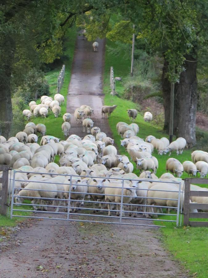 La Ferme De Pomereix Le Dorat Luaran gambar