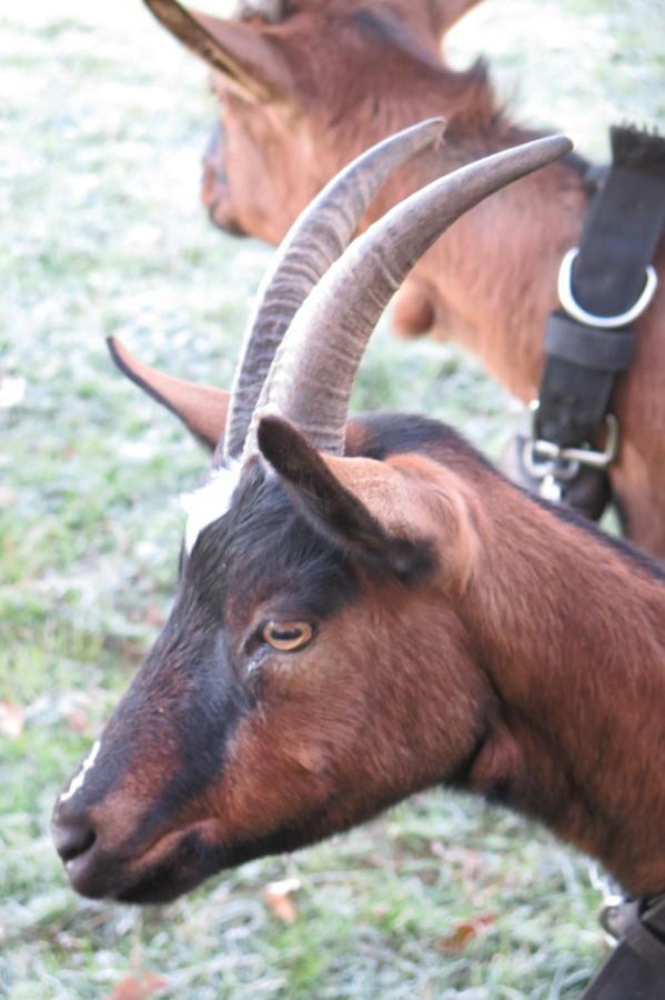 La Ferme De Pomereix Le Dorat Luaran gambar